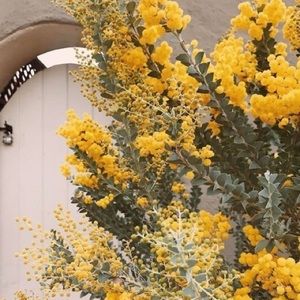 Meet your Posher, Elise